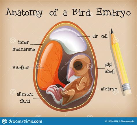 Bird Embryo Vector Illustration Cartoondealer The Best Porn Website