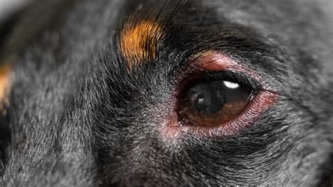 Dog Pink Eye Easy Solutions From A Veterinarian