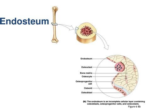 A long bone has two parts: PPT - Osseous Tissue and Bone Structure PowerPoint ...