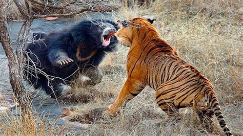Top 3 Black Bear Vs Tigerlion Top 3 Bear Smash Tiger Lion Top 3 Lion