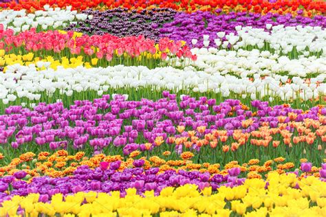 Field Of Colorful Flowers Tulips High Quality Nature Stock Photos