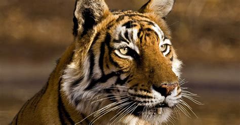 Wild tiger numbers increase for first time in 100 years | WIRED UK