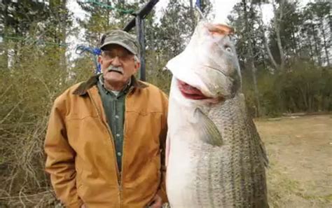 Alabama Angler Catches Possible World Record Striped Bass Outdoorhub
