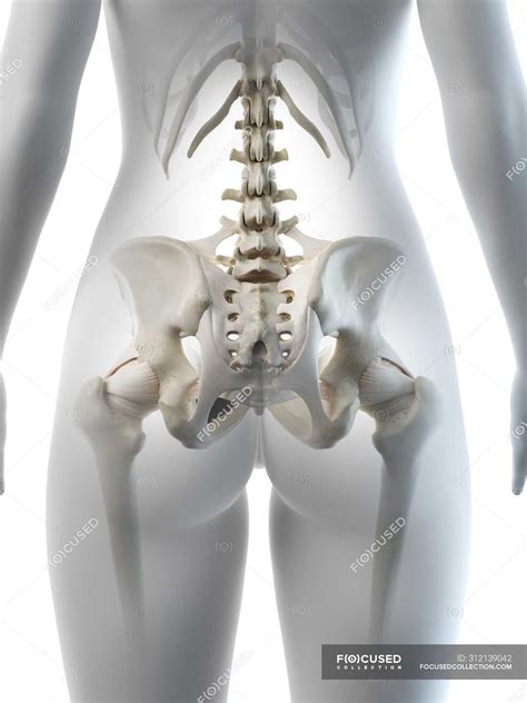 Female Hip Bones Anatomical Digital Illustration Pelvic Bone Hips Stock Photo