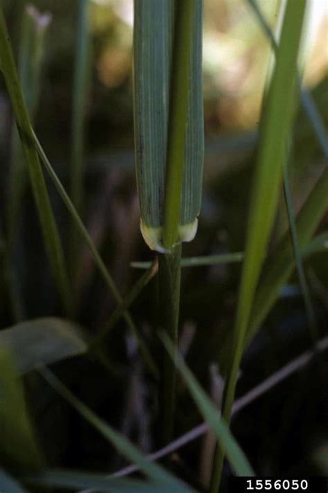 Tall Fescue Festuca Arundinacea Cyperales Poaceae 1556050
