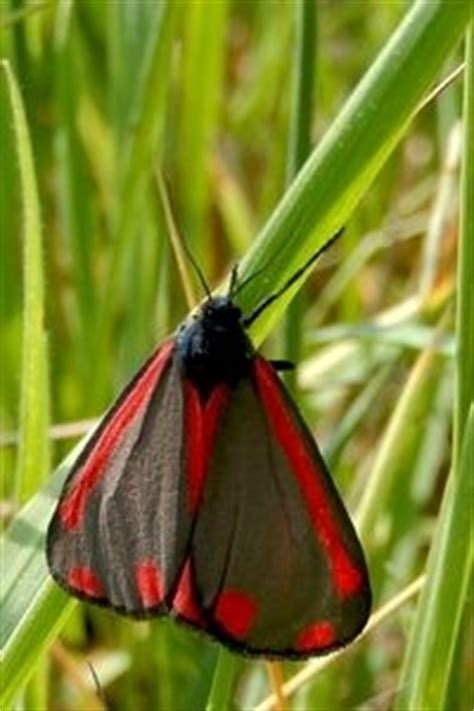 De arriva vlinder, avondvinder of nachtvlinder is de verzamelnaam voor het vervoer op afroep (belbus) van vervoerder arriva, met een bijzondere eigenschap: Verwar Sint-Jan niet met Sint-Jacob | Natuurpunt