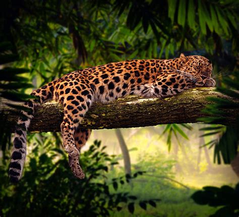 Royalty Free Jungle Animals Pictures Images And Stock Photos Istock