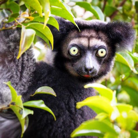 The Biggest Lemur In The World Indri Lemur Indri Indri The Lemurs