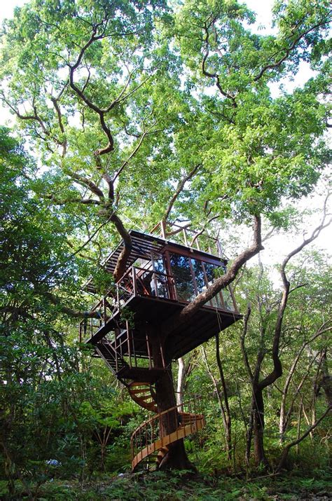 next vacation destination treehouse in okinawa japan treehouse japan okinawa vacation