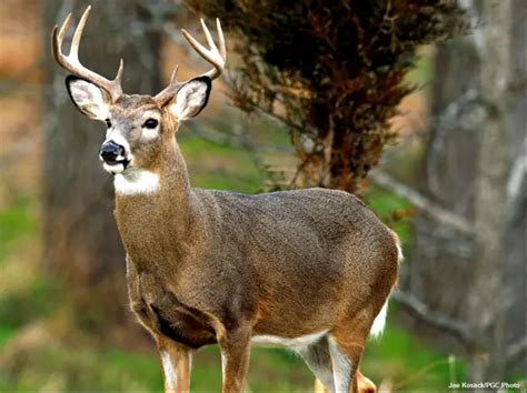 White Tailed Deer State Animal State Symbols Usa