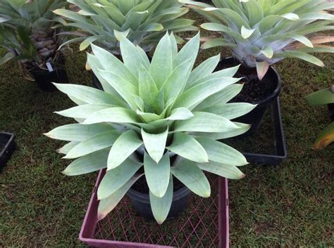 If you already have a collection just like any other cacti, this plant is relatively easy to take care of. Alcantarea cerosa by John Byth | Plants, Bromeliads, Landscape