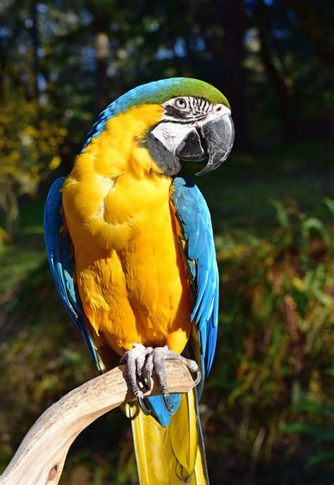 Blue And Yellow Macaw Parrots Breed Information Omlet
