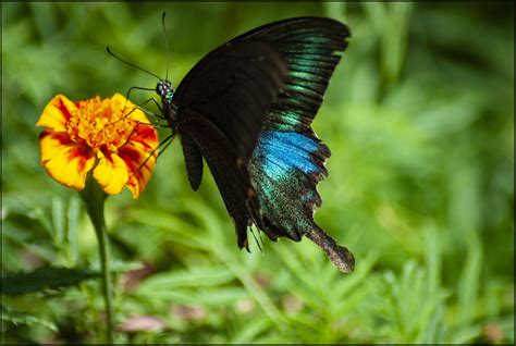 Paris Peacock Papilio Paris Himachal Pradesh India Rbutterflies