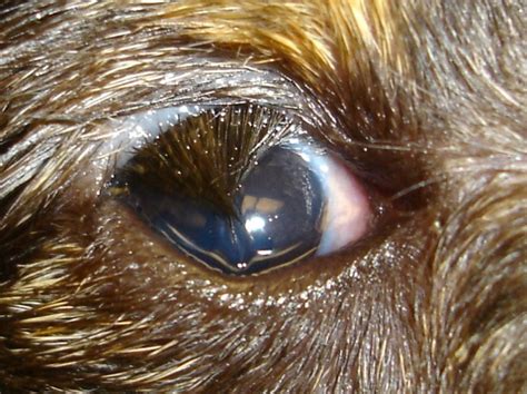 The Eyes Have It 9 Common Bulldog Eye Problems