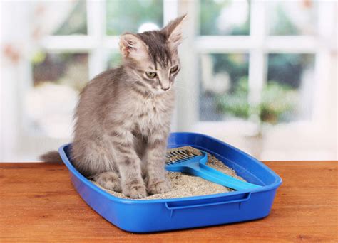 5 Ways To Improve Cat Litter Longevity During Winter Catster