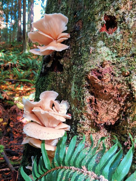 Found These Pink Oyster Mushrooms Growing On A Tree In My Backyard R
