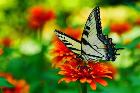 Yellow And Black Butterfly 1080p 2k 4k Full Hd Wallpapers