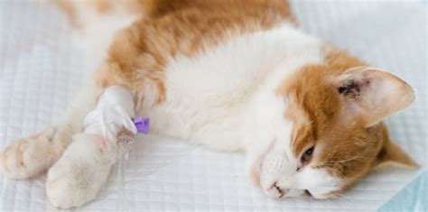 Feline Blood Transfusion The Cat Specialist Veterinary Clinic