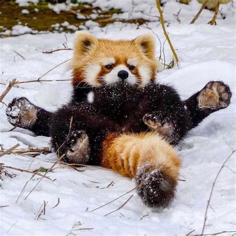 32 Stunning Phone Wallpaper For People And Animals - Page ...