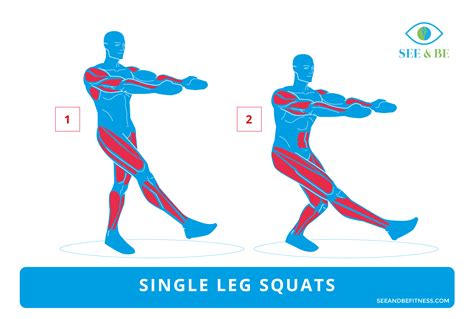 Single Leg Squats See And Be Fitness Static Cling Decal Muscle Groups