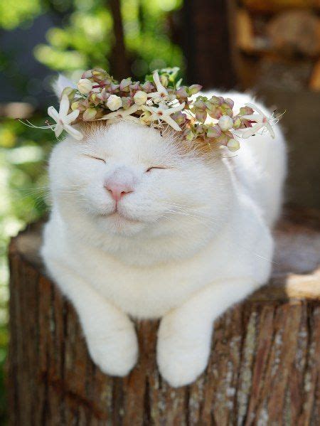 Pin De ℓυηα мι αηgєℓ ♡ En ¢υтє Pinterest Pretty Cats Beautiful Cats