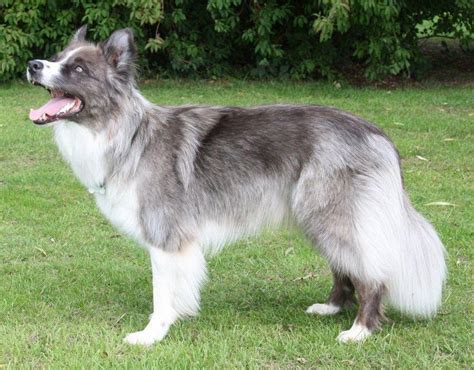 Grey Wolf Sable And White Border Collie Bicolor Agouti Dog Grey Wolf