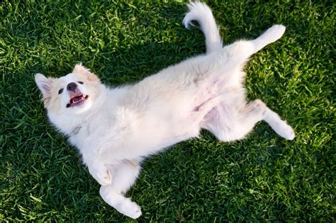 Do Dogs Have Belly Buttons A Small Guide On Canine Navels