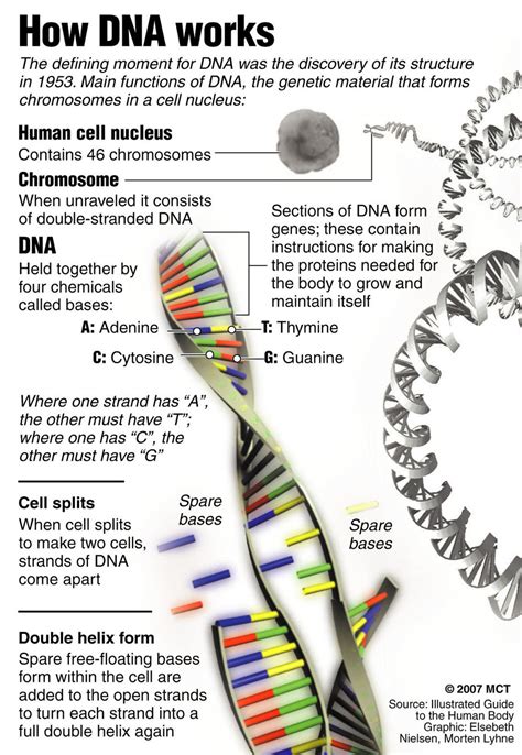Includes a picture of dna, rna, nucleotides, and replication. 5 dna structure worksheet : Biological Science Picture ...