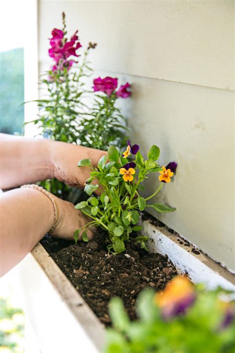 Window box ideas for late winter and early spring. Easy Winter Window Boxes | HGTV