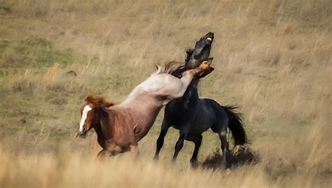 Horses And Riding Horses Wild Horses North Dakota United