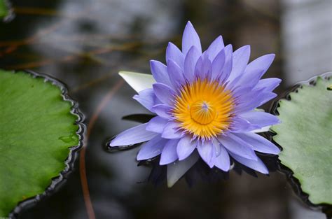 Blue Waterlily Water Lilies Plants Photography