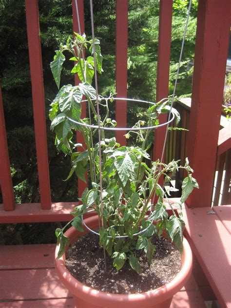 How to grow an organic container garden. Container Tomatoes: Tips On Growing Tomatoes In Containers