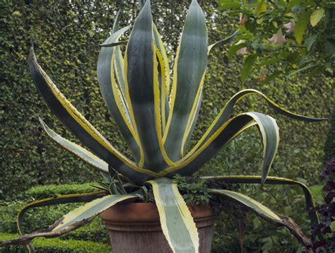 The Best Tall Plants To Grow In Containers