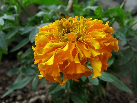 Informasi seputar bunga marigold, 12 manfaat bunga marigold bagi kesehatan, serta tips bunga marigold bisa dikonsumsi ataupun diolah dengan berbagai cara untuk memperoleh manfaatnya. My Garden: Makna bunga pada Bulan Lahir