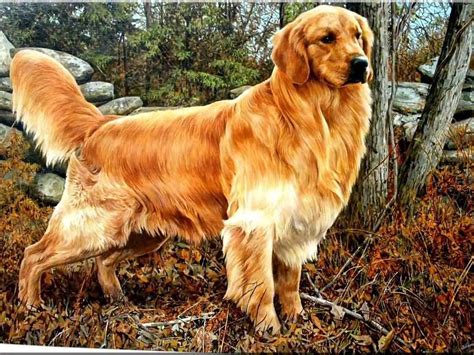 45 Most Beautiful Golden Retriever Dog Photos Hunde