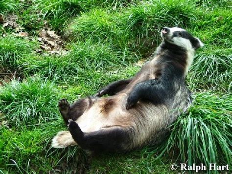 Europeanbadger Badger Animals Sleeping Animals