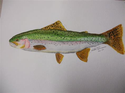 Rainbow Trout Watercolor Rainbow Trout Fish Art Fly Fishing Art