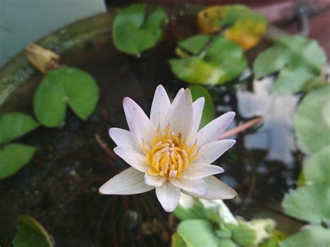 We did not find results for: Foto Bunga Lotus Putih - Gambar Bunga