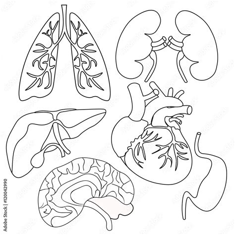 Coloring Set Of Organs Of The Human Heart Lungs Liver Kidneys Stock