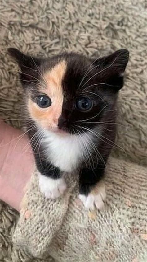 Cat Facts Why Are Calico Cats Almost Always Female Artofit
