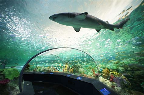 Ripleys Aquarium Now Part Of Toronto Citypass Travelpress