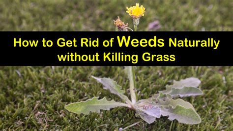 Weeds in cracks of rock or pavement can often be removed with special tools (ask at your garden center), or may be killed by pouring vinegar or boiling water into the crack. How To Rid Weeds From Lawn | TcWorks.Org