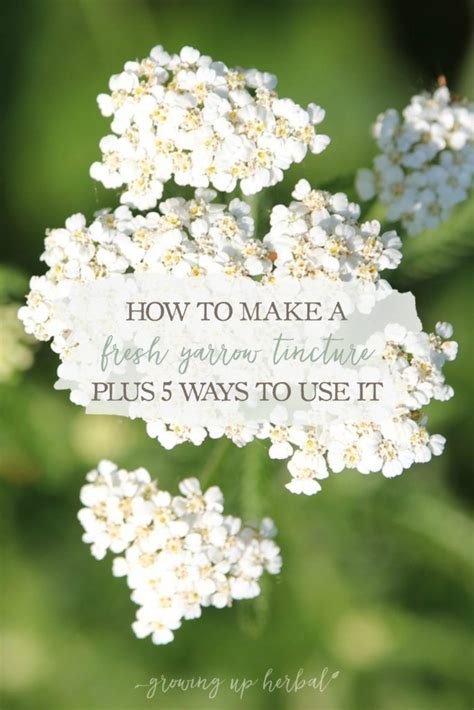I just purchased a tincture of dissolution and am having problems with using it. How To Make A Fresh Yarrow Tincture (Plus 5 Ways To Use It ...