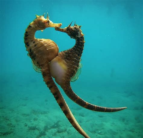 7 Wild Facts You May Not Know About Seahorses Ocean Conservancy