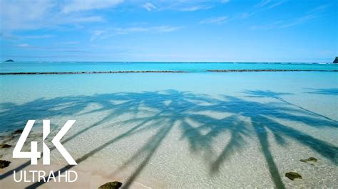 4k Ocean Views Shadow Of The Palms Hawaii Beach Proartinc