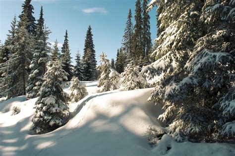 Winter Landscape Pine Trees Covered In Snow Stock Photo Image Of