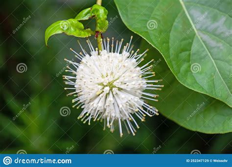 Flower Of A Buttonbush Cephalanthus Occidentalis Stock Image Image