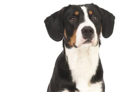 Entlebucher Mountain Dogs Health History Appearance Temperament