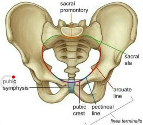 Linea Terminalis Medical Anatomy Biology Notes Anatomy