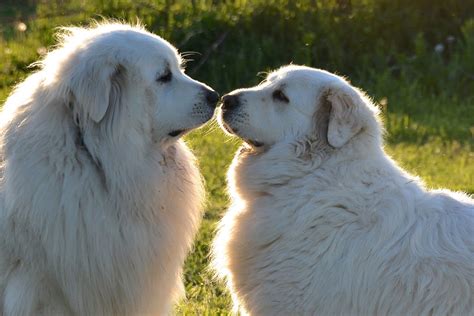 Great Pyrenees Grooming The Essential Guide With Pictures Of Hairstyles